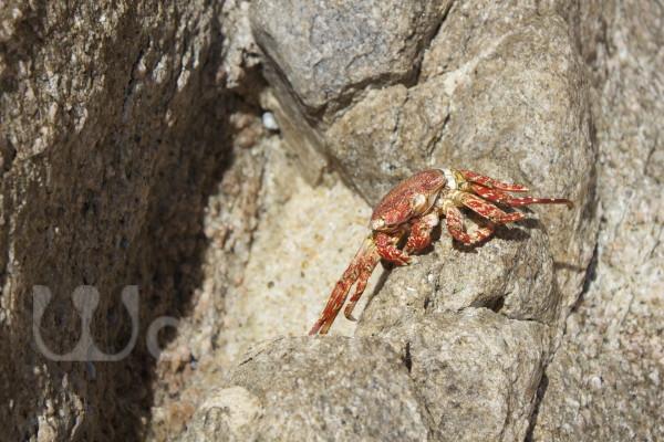 Red Crab on Rock