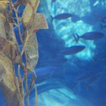 Under Water Aquarium