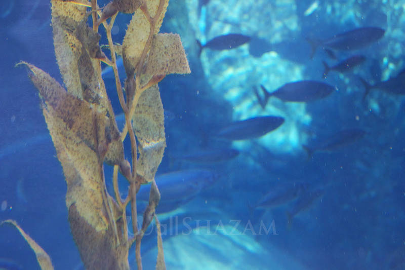 Fish and kelp underwater.