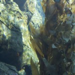 Under Water Rock & Kelp
