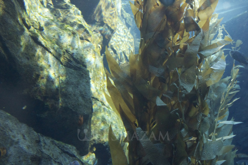 Underwater Rock & Kelp