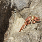 Red Crab on Rock